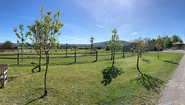 Group of wild service trees, sheep can be seen in the background