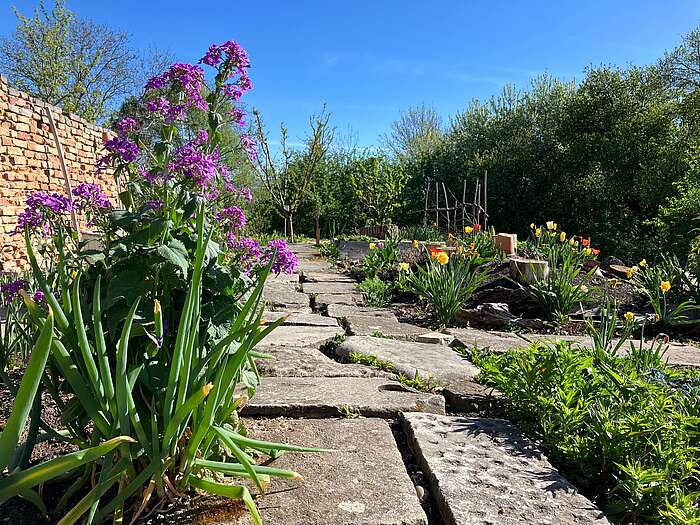 Bodenhabitat im Weinviertlergarten mit bunten Blumen