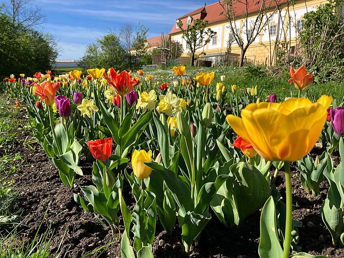 Blick auf buntes Tulpen- und Narzissenbeet