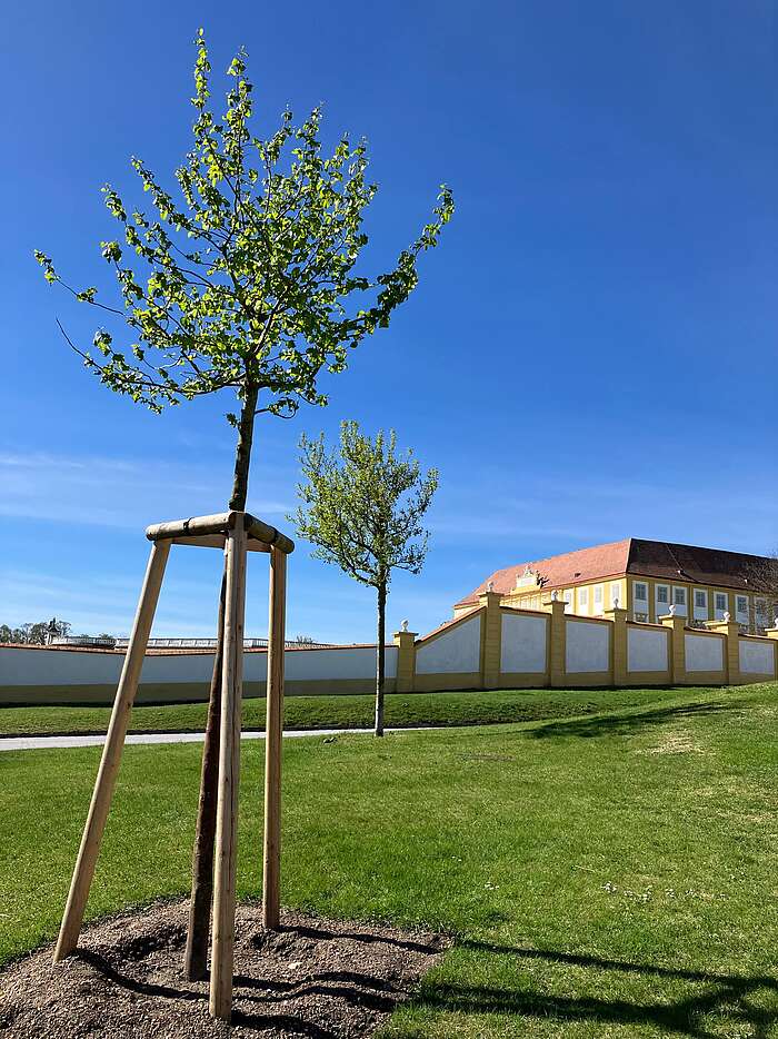 Persischer Eisenholzbaum auf einer Wieser vor Schloss Hof